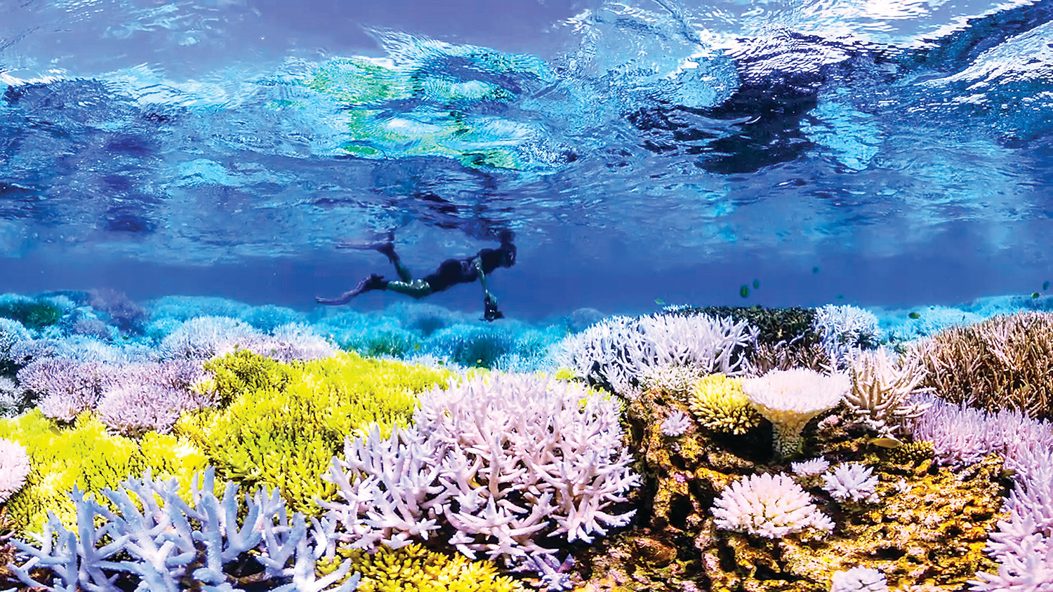 Голубая Лагуна коралловый риф