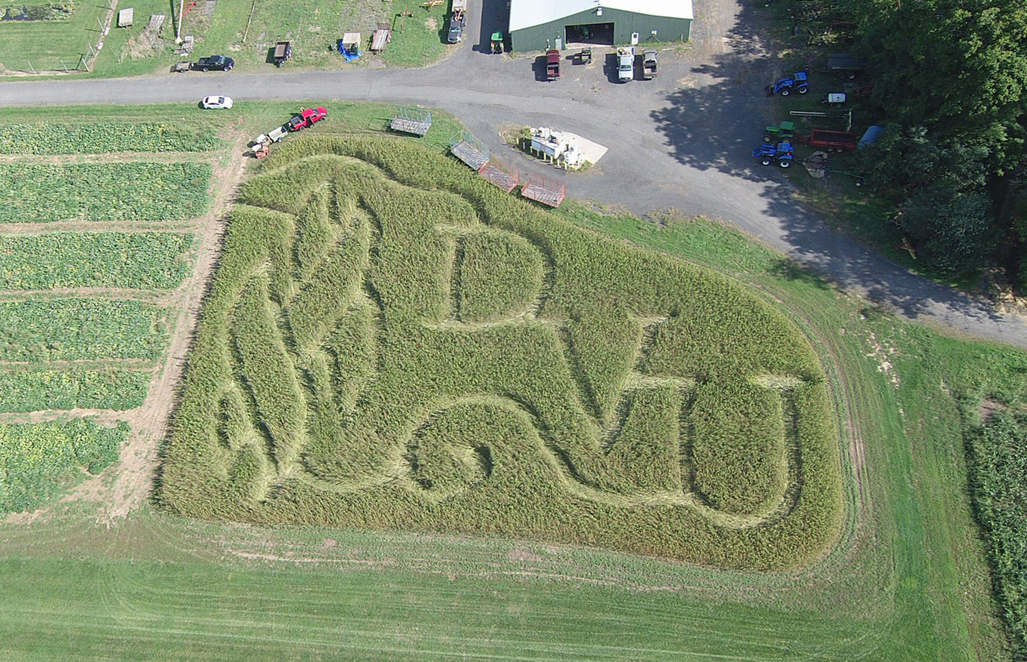 The Corn Maze Guy