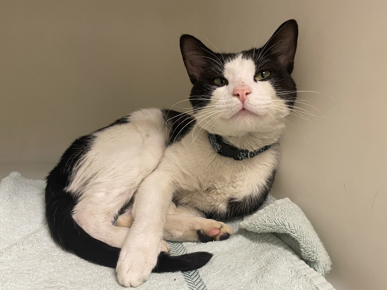 Jasper relaxes in a clean, quiet space at the Bucks County SPCA after being rescued from an animal hoarding situation in Perkasie.