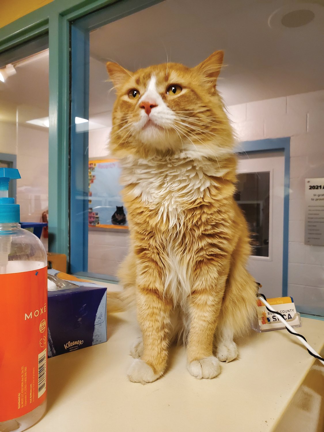 Taz was among the 59 cats rescued from a home in Perkasie last week. The Quakertown shelter of the Bucks County SPCA has many of the cats ready for adoption. He is available for adoption at the Lahaska SPCA shelter.