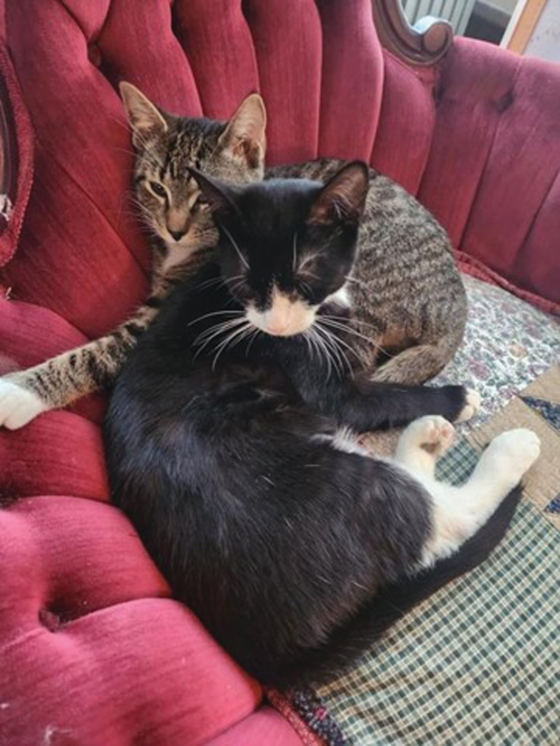 Mint, front, and Jerry, two of the 76 cats from a Perkasie hoarding situation, at their new home with the Esposito family in Sellersville.