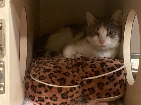 Luna, one of the 76 cats from a Perkasie hoarding situation, peers out from her cage at the Bucks County SPCA Lahaska Shelter. She recently became one of 40 of the cats to be adopted into a new family.