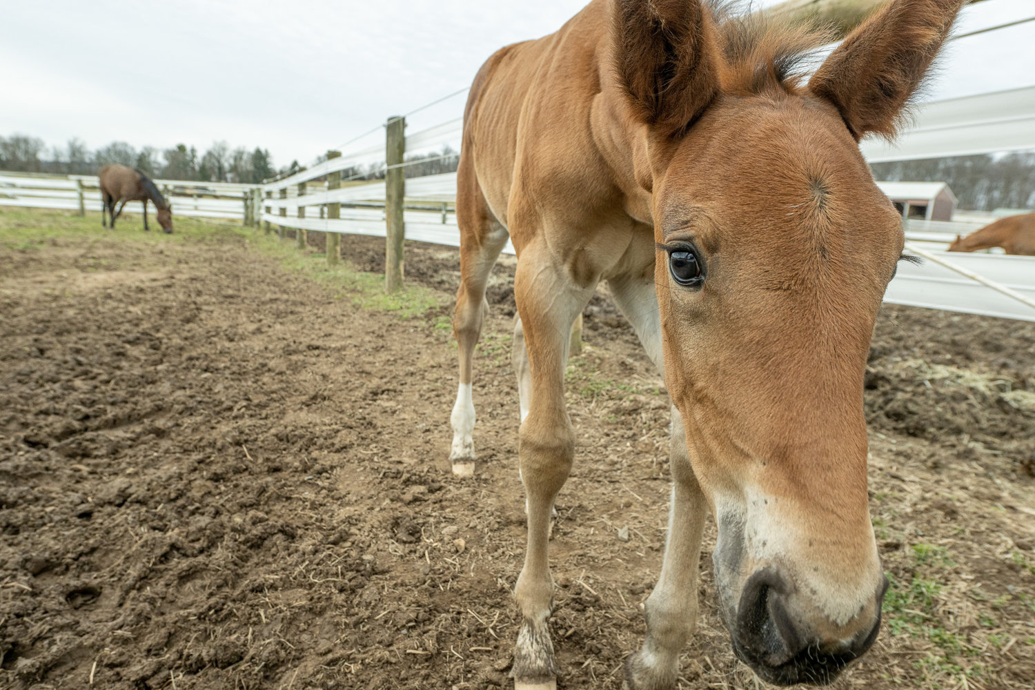 Gouda, born on Feb. 7, enjoys the attention he’s getting at Delaware Valley University, where cameras are capturing mares and their births. The Pennsylvania Horse Racing Association partnered with the university’s equine program to host livestreams at pennhorseracing.com/foalcams.