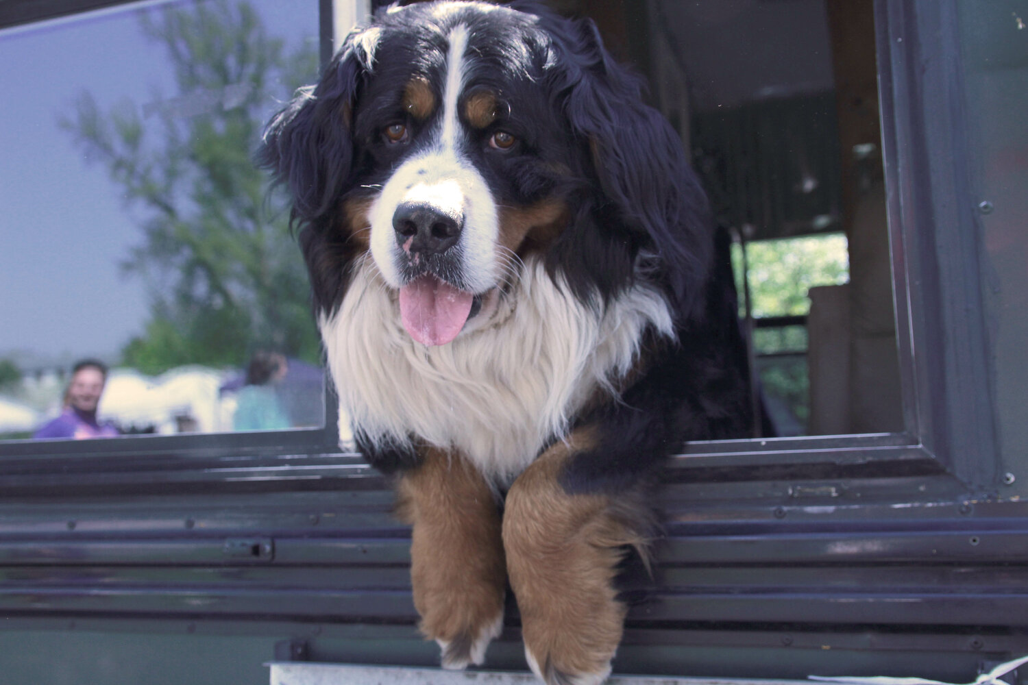 A dog leans out of a window to enjoy the sun and fun, both of which were in abundant supply at A-Day over the weekend.