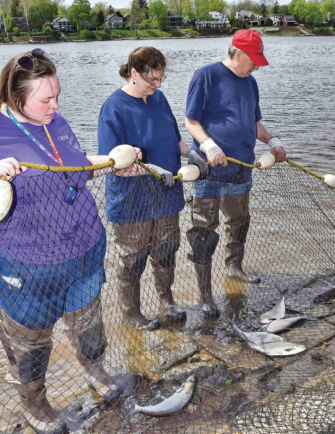 Shad, brought in from the net.