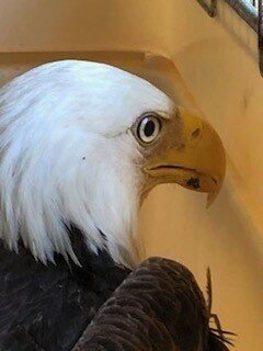 The injured Solebury Bald Eagle is recuperating at the Chalfont Aark Wildlife Rehabilitation & Rehabilitation Center after getting life-saving care.