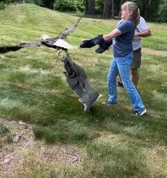 The Solebury Eagle takes flight after three weeks of recuperation in the custody of Aark Wildlife Rehabilitation & Education Center of Chalfont.