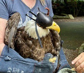 For its own protection, and the protection of those around it, the Solebury Bald Eagle wears a hood over his eyes.