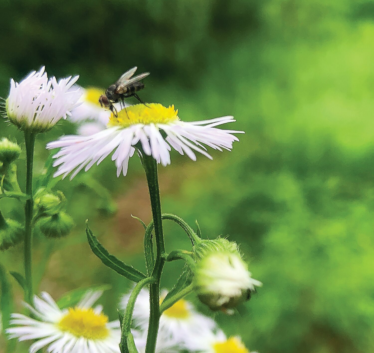 Native fleabane attracts a bee.