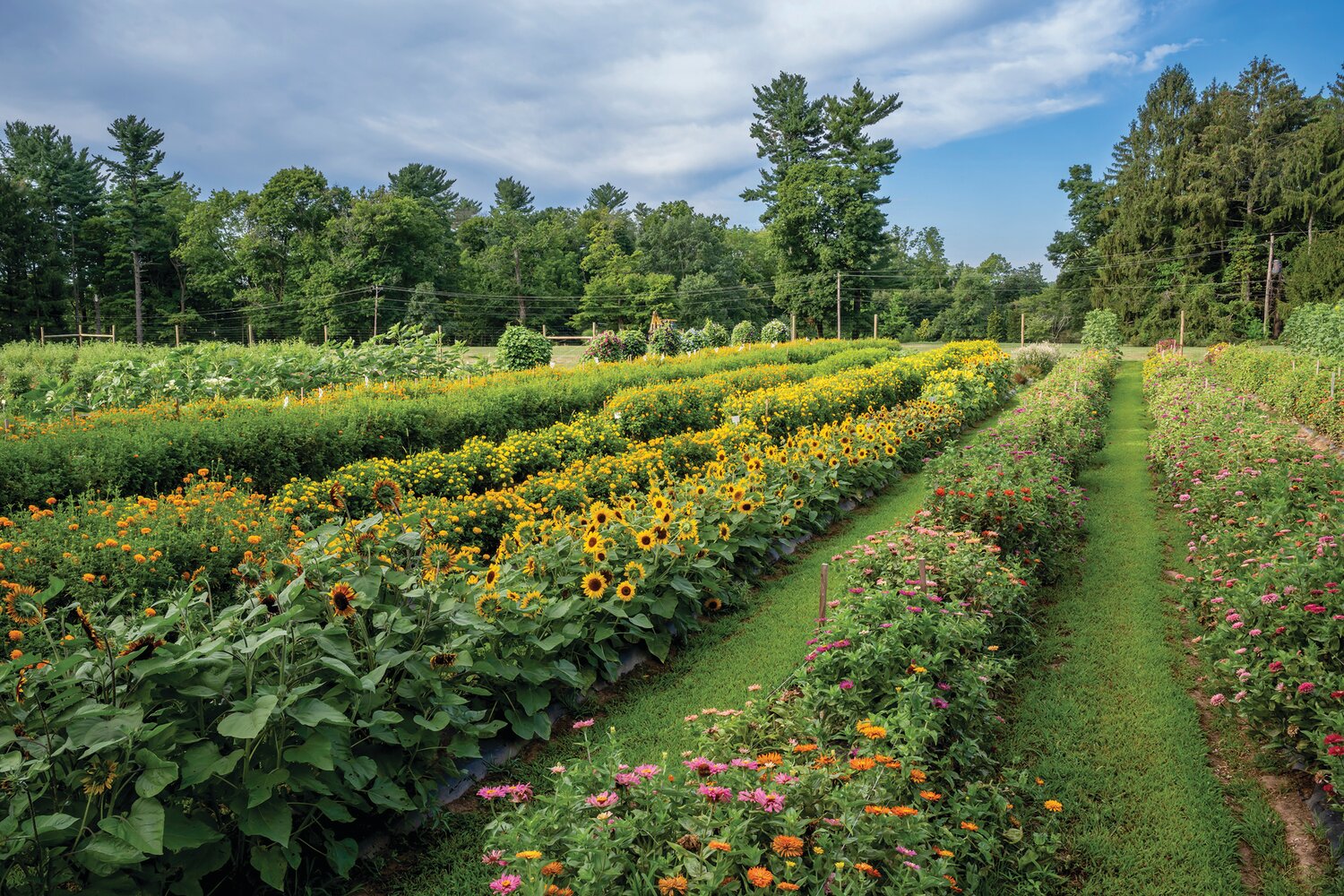 The Trials Research Gardens at Fordhook Farm in 2022.