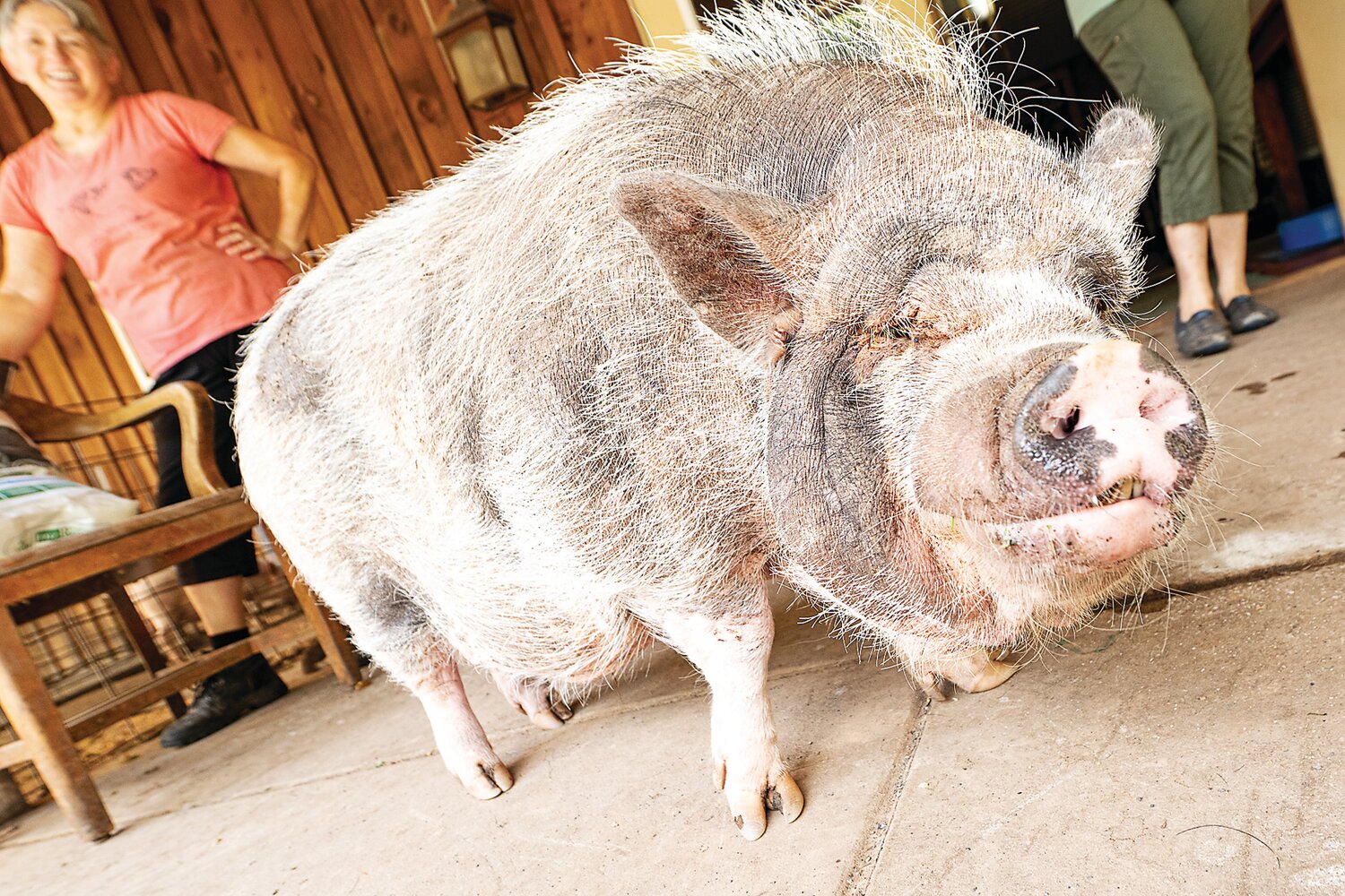 Pigs at Ross Mill Farm, whether they are considered outside or inside pets, need time outside to roam. The farmland offers them space to explore, snack on grass or shelter under trees.