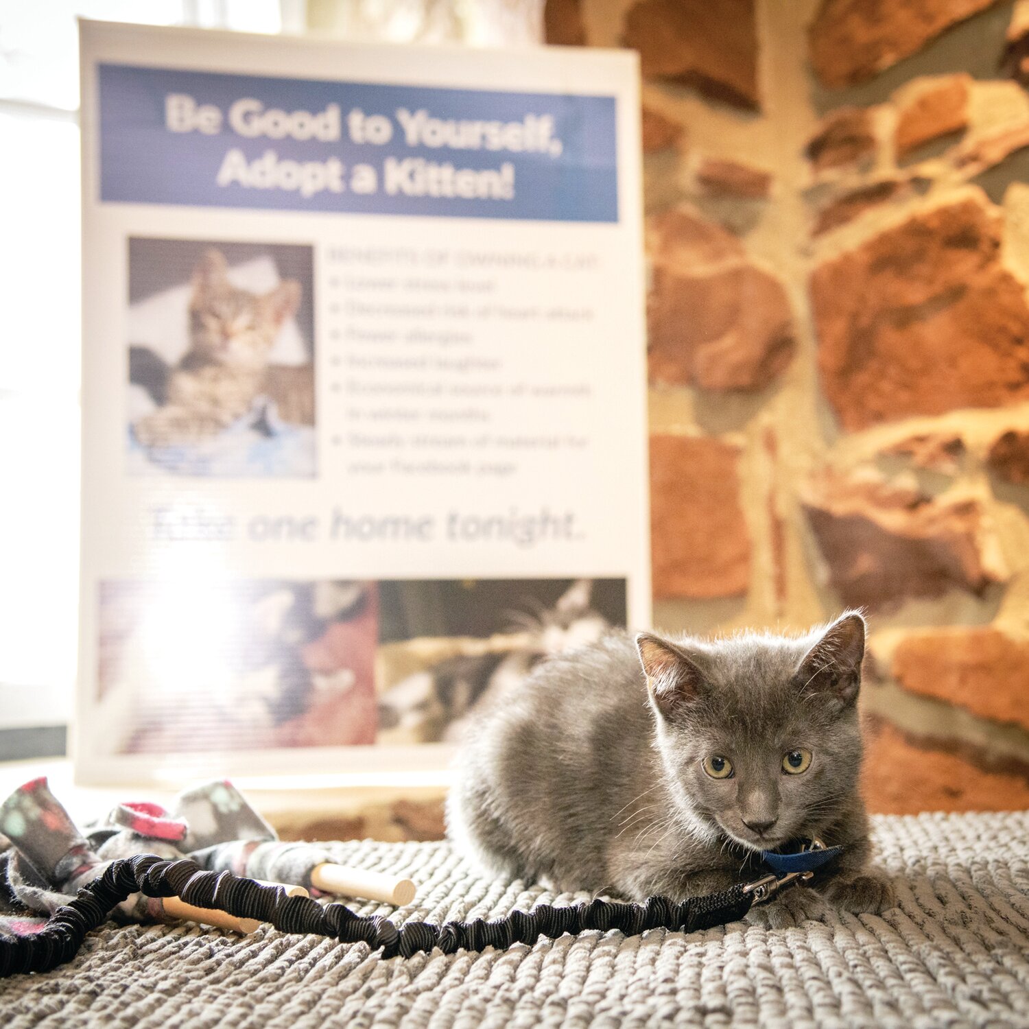 A kitten ready to play and find a new home. BCSPCA re-homes hundreds of kittens each year with the help of many foster volunteers.