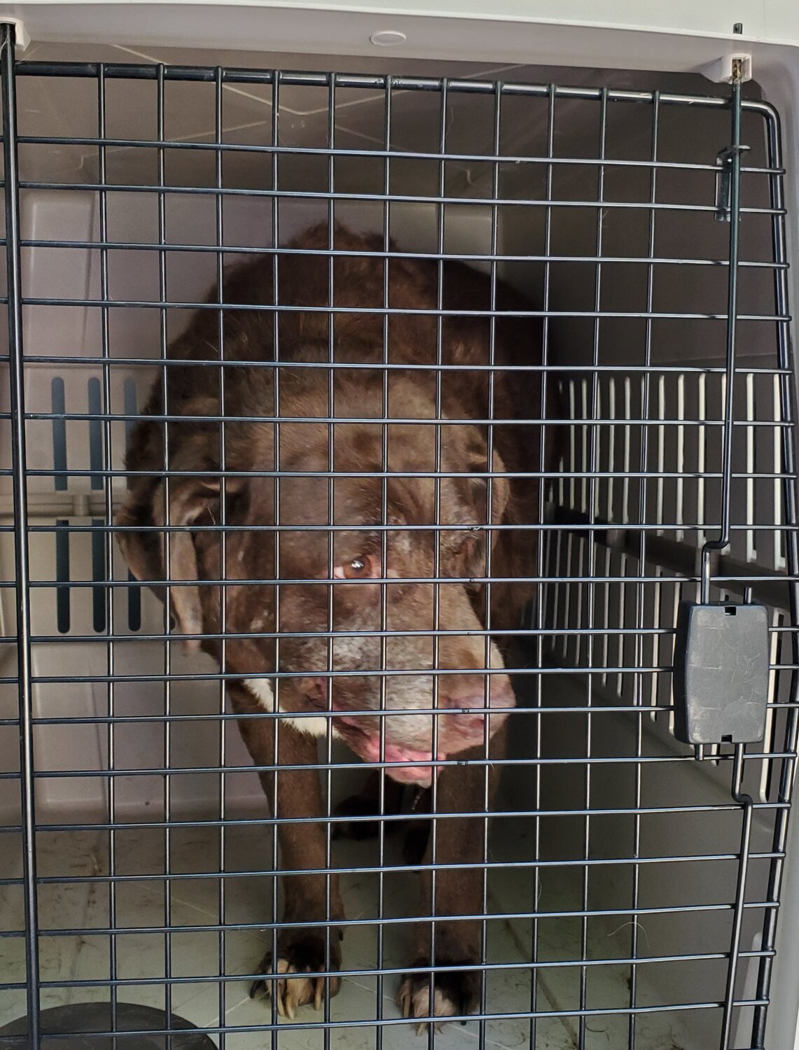 One of three dogs rescued from a hotel room in Feasterville-Trevose where they and 33 cats were living in filthy crowded conditions.