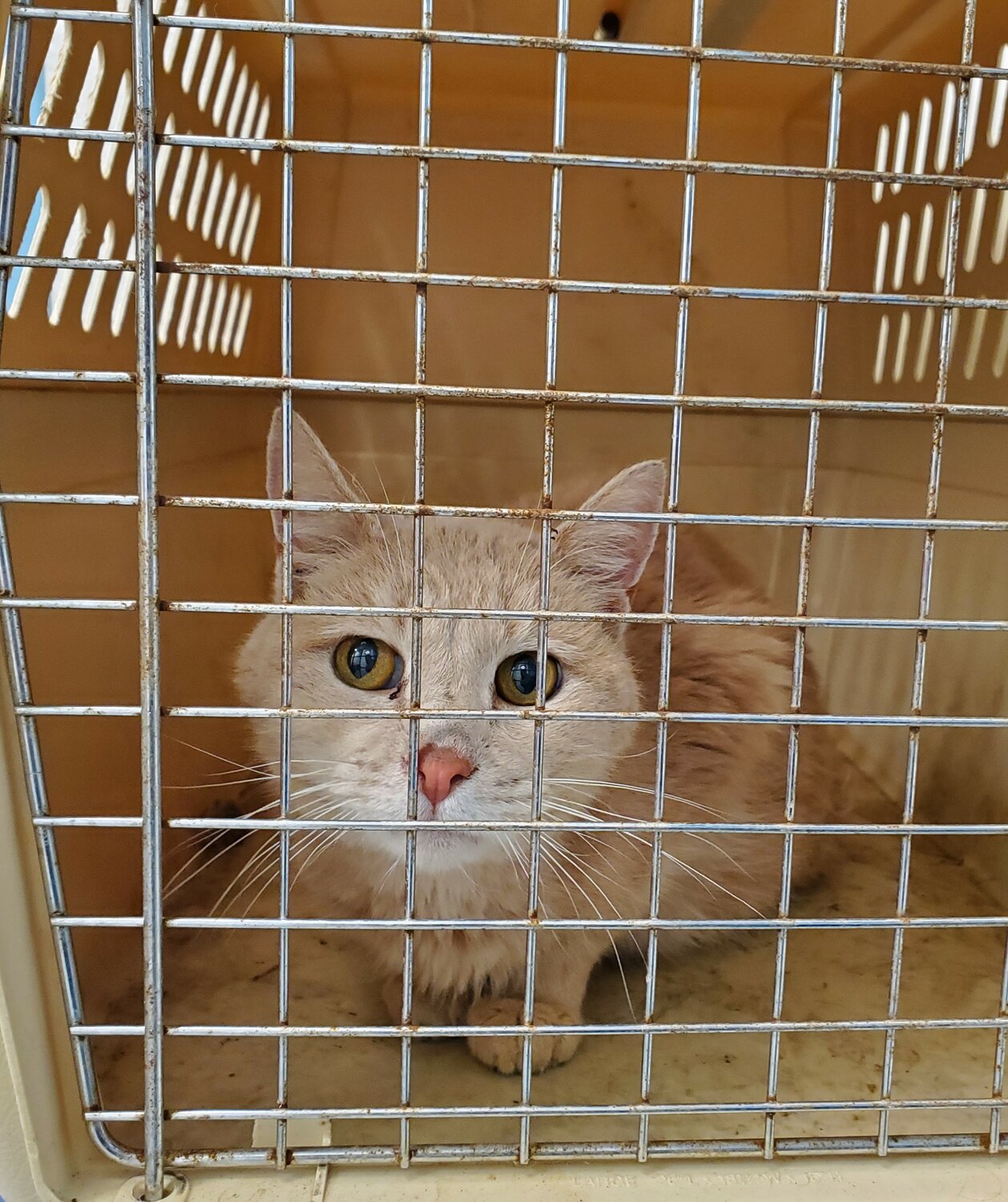 One of 33 cats rescued from a hotel room in Feasterville-Trevose by the Bucks County SPCA, along with three dogs.