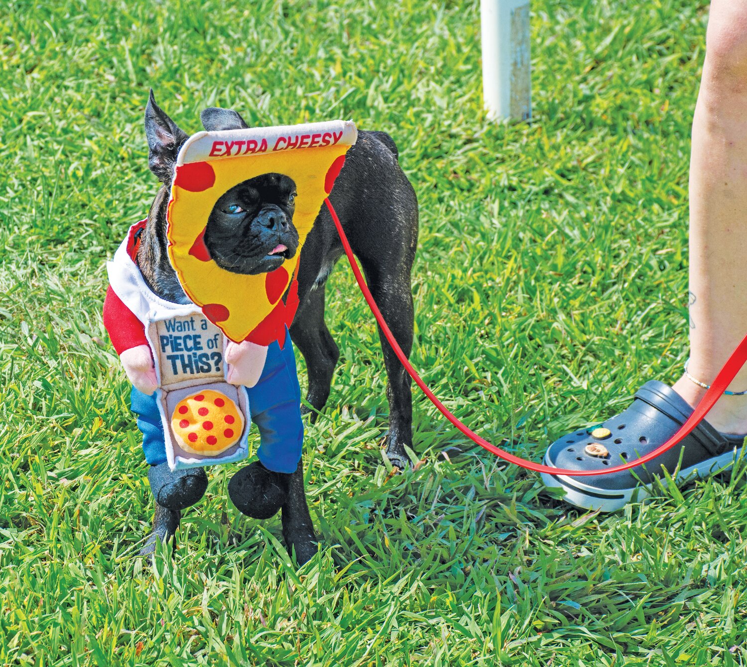 A dog dressed up as a slice of pizza.