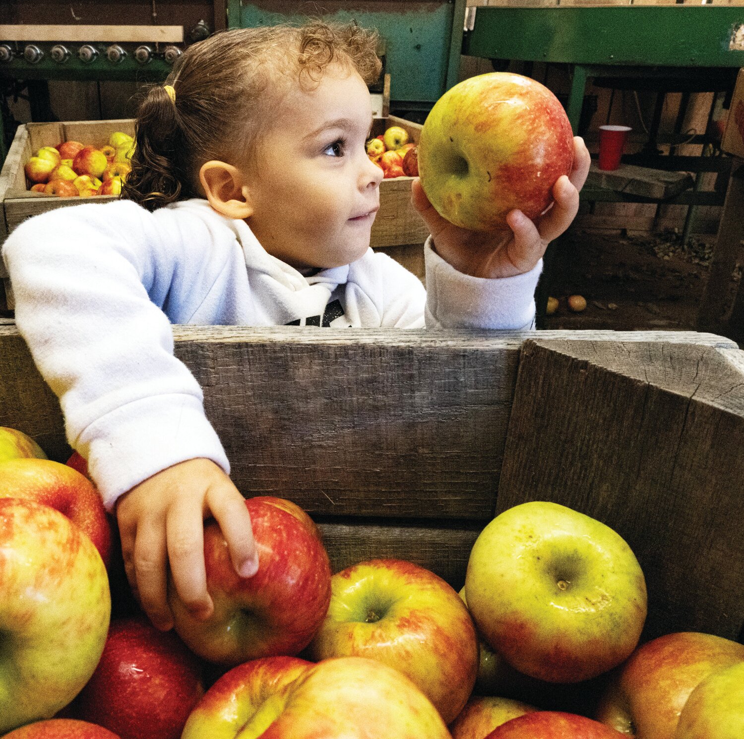 Sophia Depp reaches in for an apple at Solebury Orchards Saturday afternoon. She enjoyed a tractor ride out to the orchards for picking apples right off the tree.