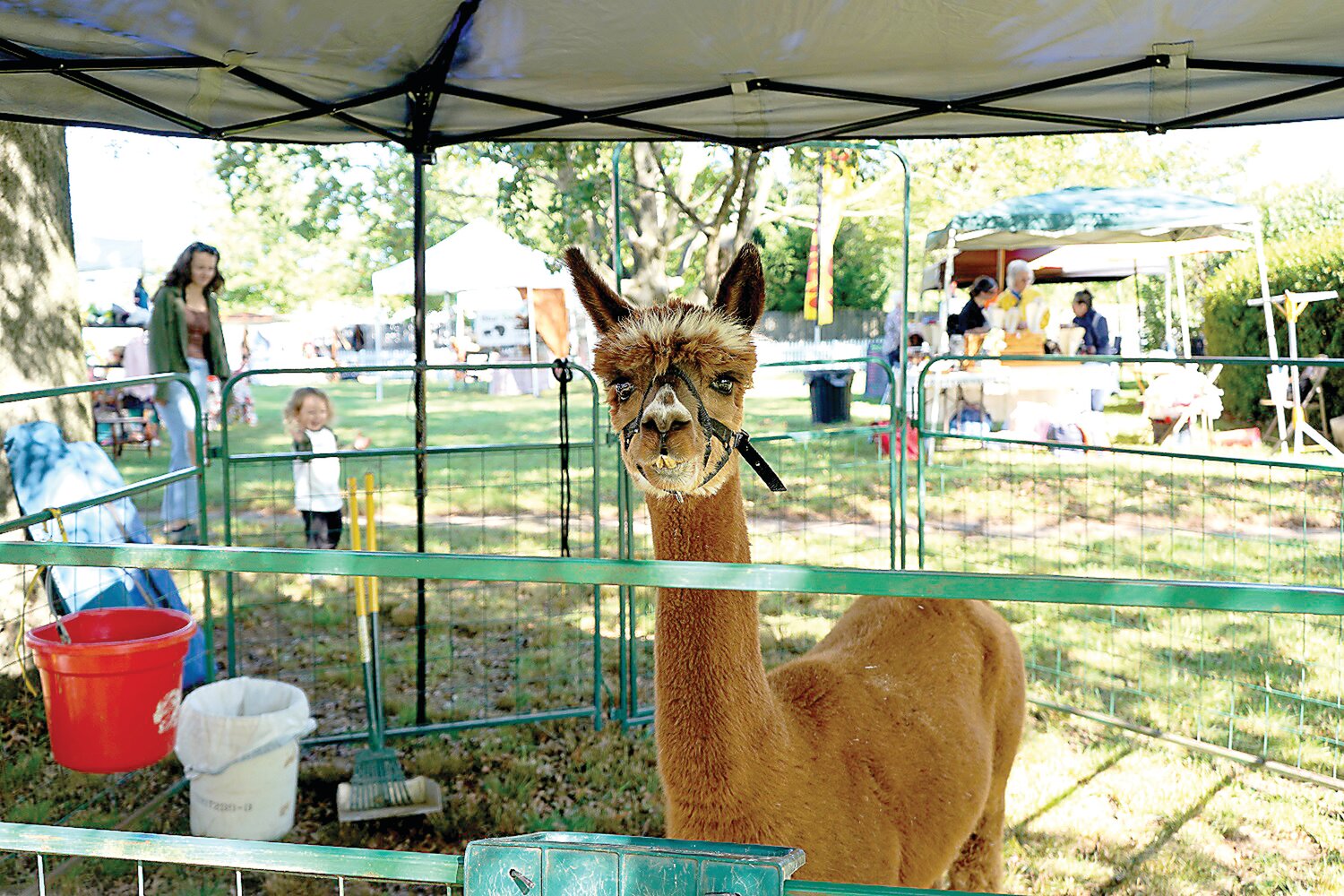 An alpaca poses.