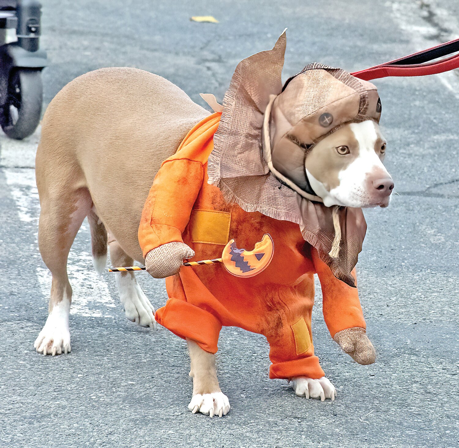 Shannon dressed as a trick-or-treating scarecrow.