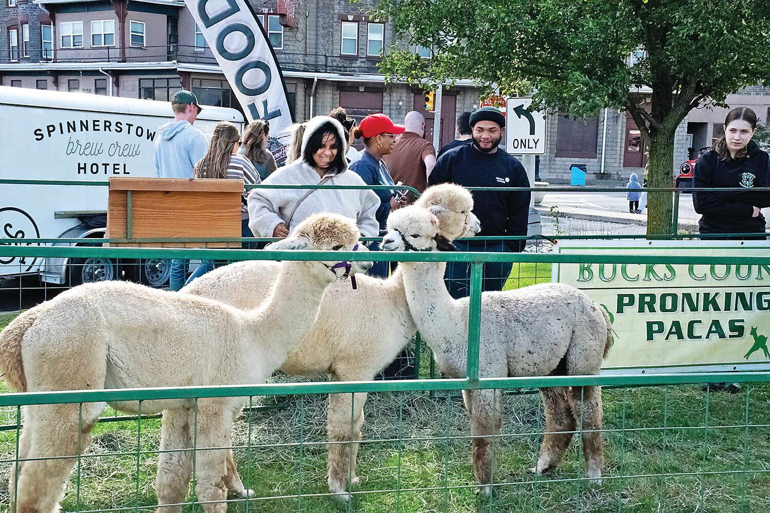 At the Autumn Alive! Fall Festival are alpacas from Harley Hill Alpaca Farm.