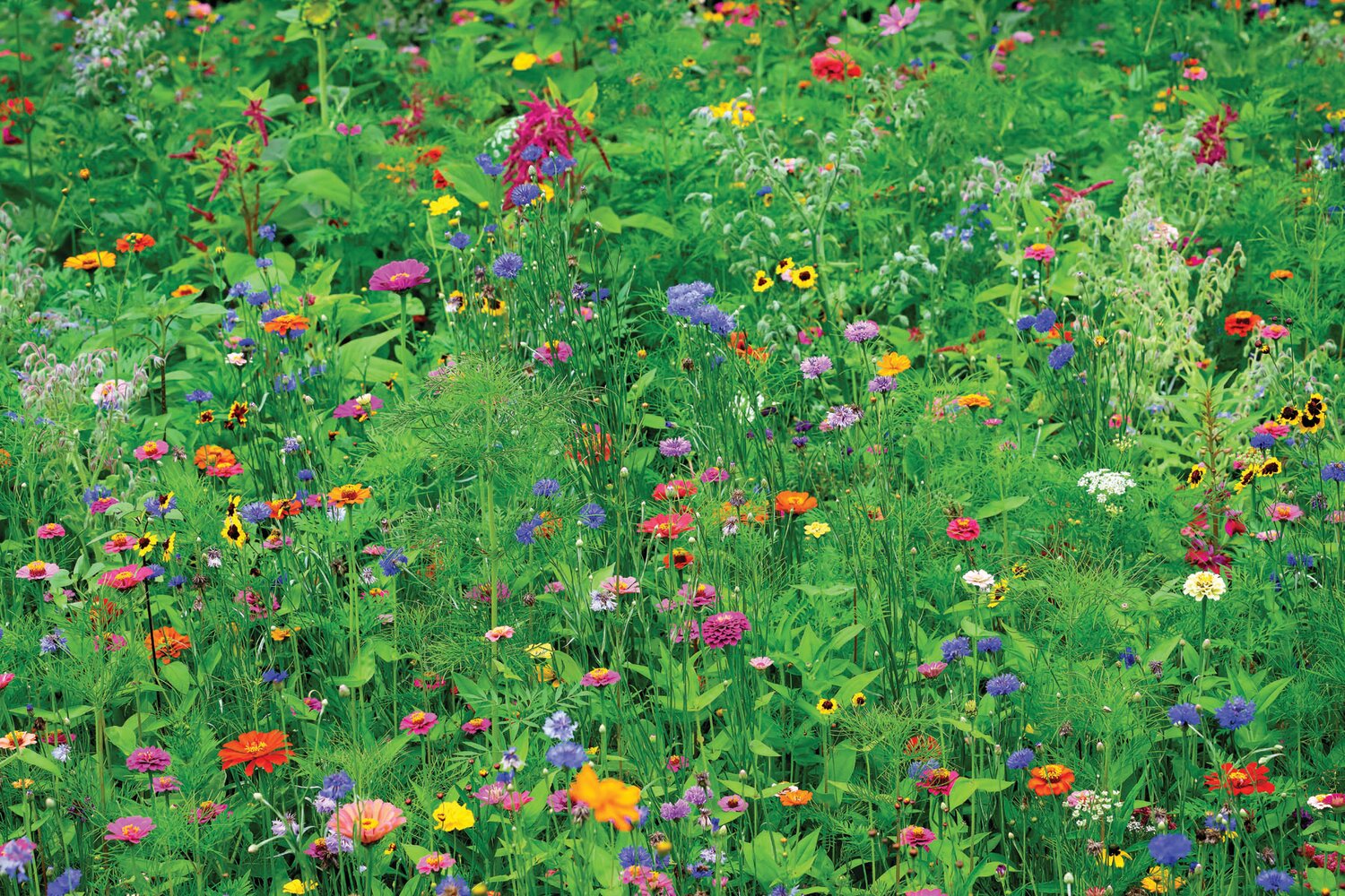 Wildflowers have replaced fresh-cut grass on Yardley resident John Celentano’s lawn. He and his wife transitioned to an alternative lawn last summer, believing it’s better for the local ecology and a lot less maintenance.