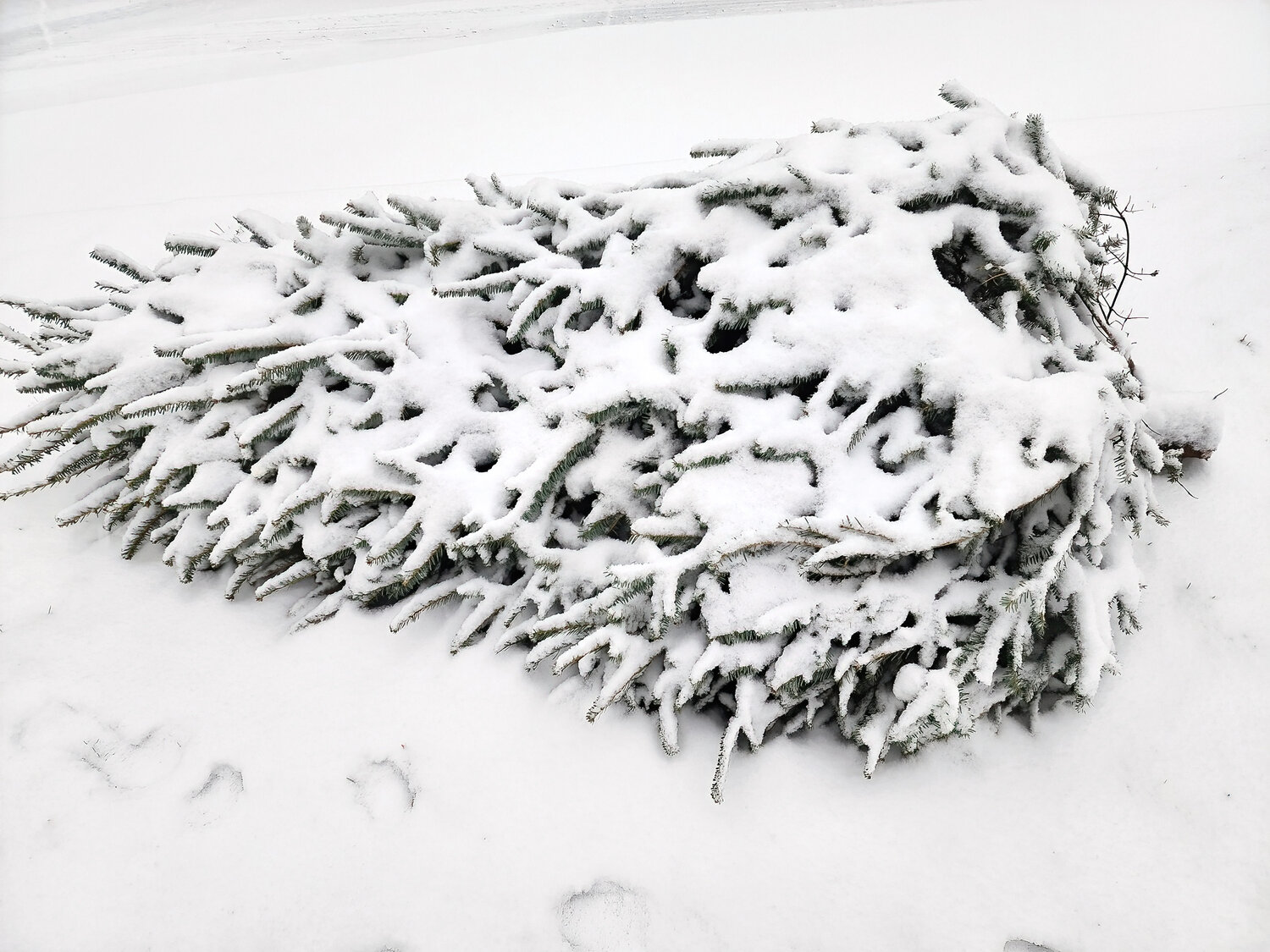 Bucks County didn’t get a white Christmas this year, but Perkasie got a white Christmas tree on Saturday.