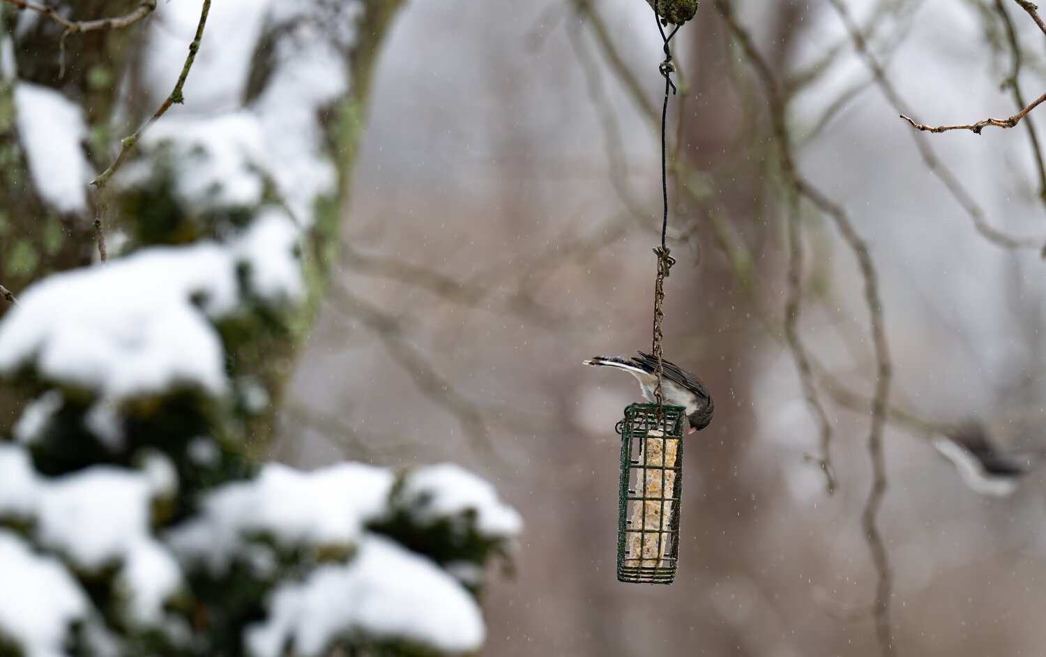 A junco sits atop a bird feeder.