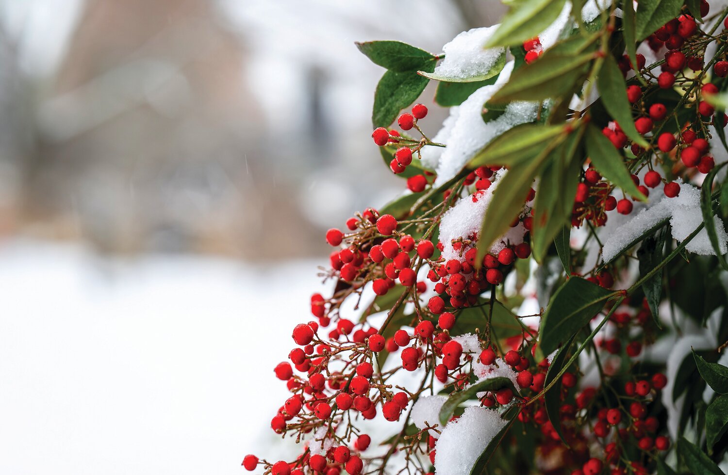 Snow-covered berries in Plumstead.