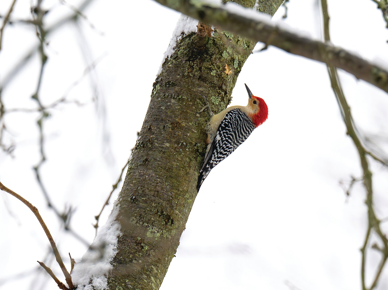 A red-bellied woodpecker chips away at a tree Jan. 16 off Valley Park Road in Plumstead Township.