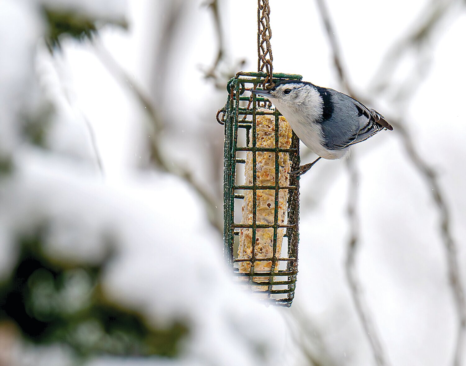 A white-breasted nuthatch enjoys a snack.