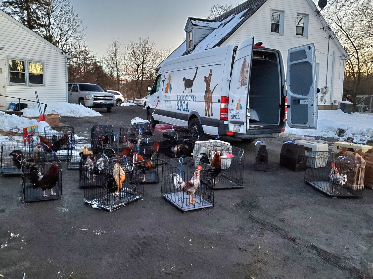 Roosters and hens rescued from a house in Plumstead Township where authorities discovered a cockfight in progress are relocated to safe, individual spaces by the Bucks County SPCA.