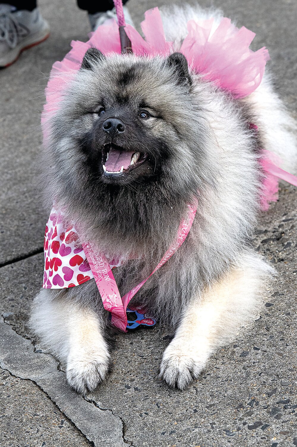 Everyone – and every dog – who crossed the finish line got a finisher’s medal to wear.