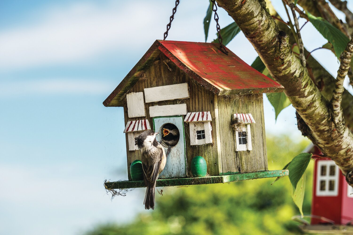 A blue tomtit feeds a cheeper.