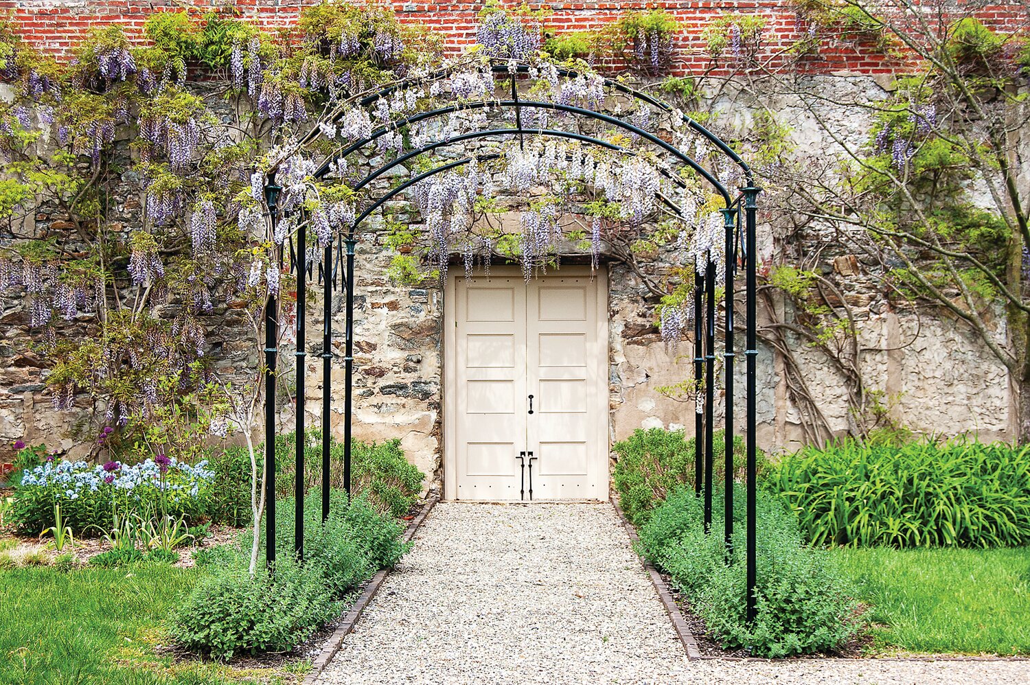 Wisteria in bloom at Andalusia.