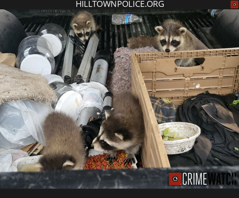 Raccoon kits in the bed of a pickup truck prior to rescue.