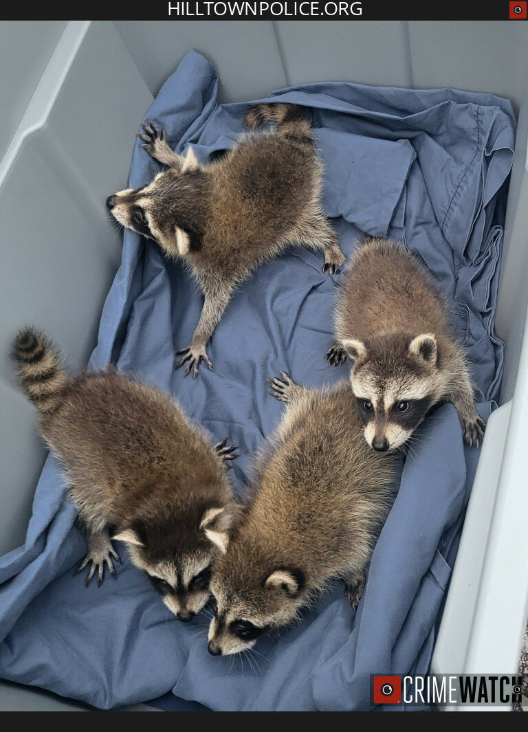 Raccoon kits in a tote box after their rescue.