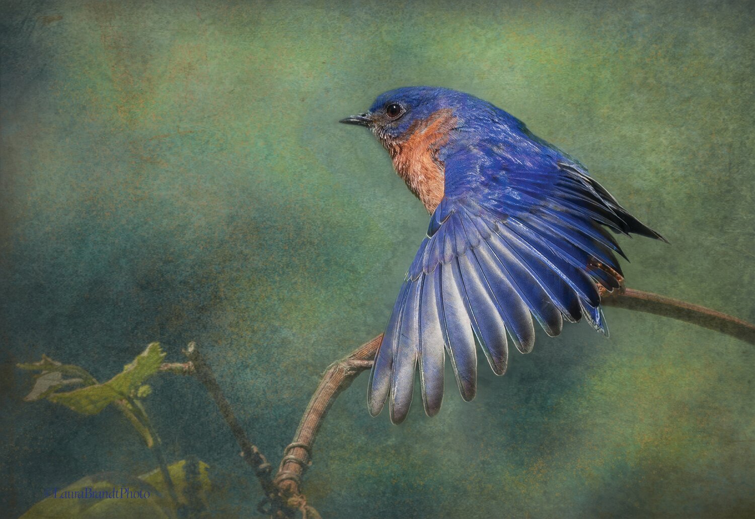 Laura Brandt’s “Bluebird Stretching Its Wings” won second place in the Wildlife category.