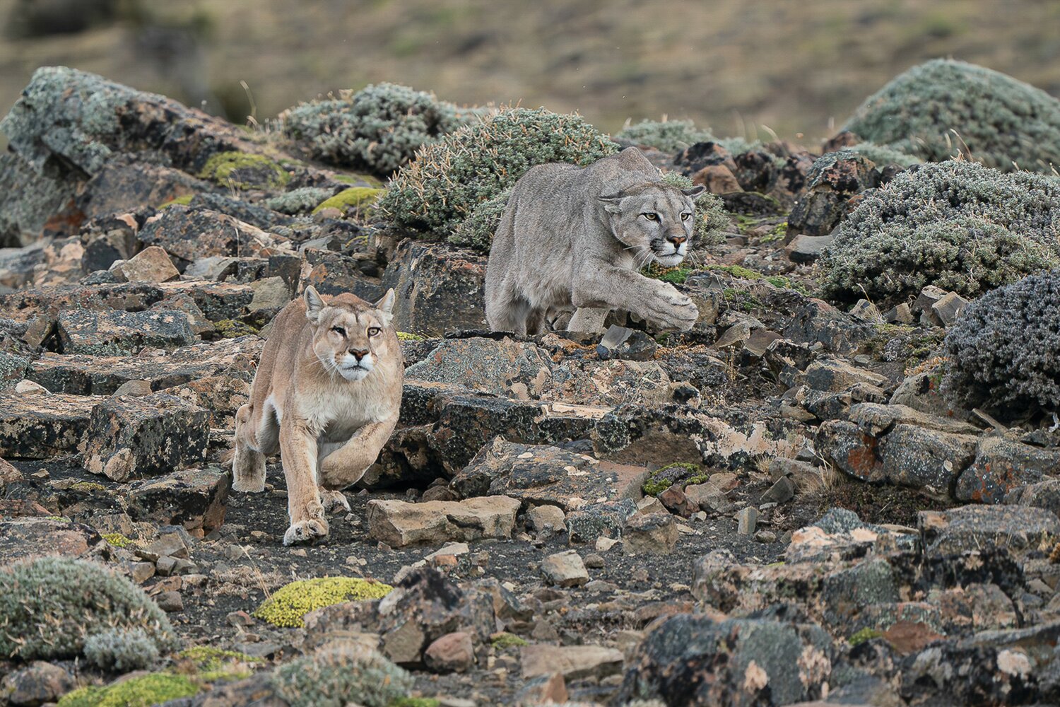 “On the Prowl” by Jacqueline Burke captured third place in the Wildlife category.