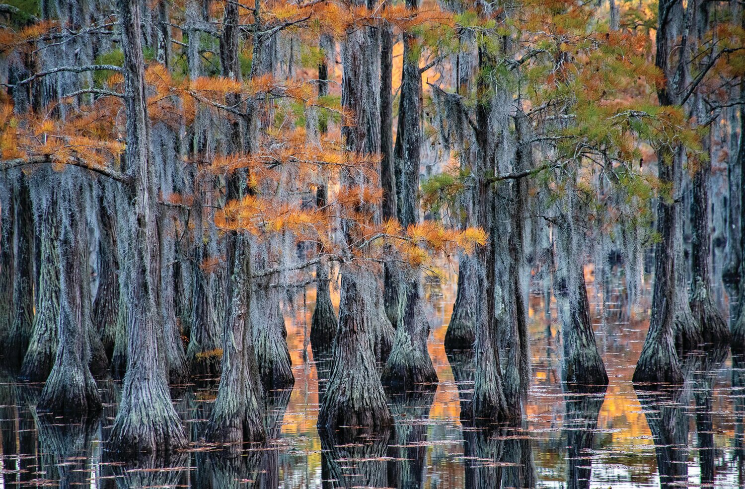 “Cypress in Fall,” by Anita Fanic, won Best in Show and first place in the Landscape category.