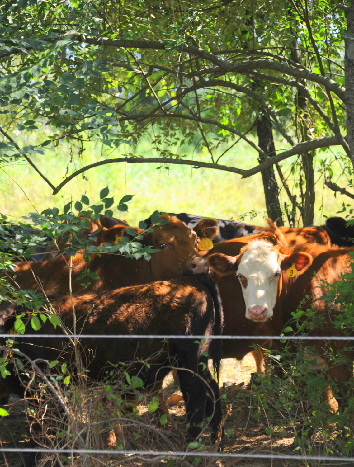 Cows come to the fence to see a visitor.