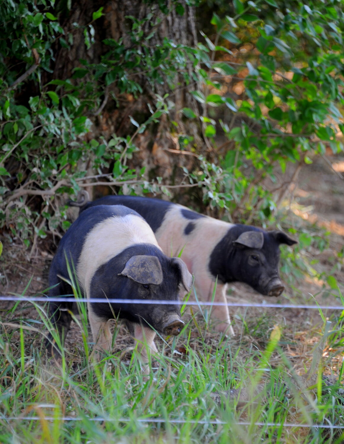 Piglets in the shade.