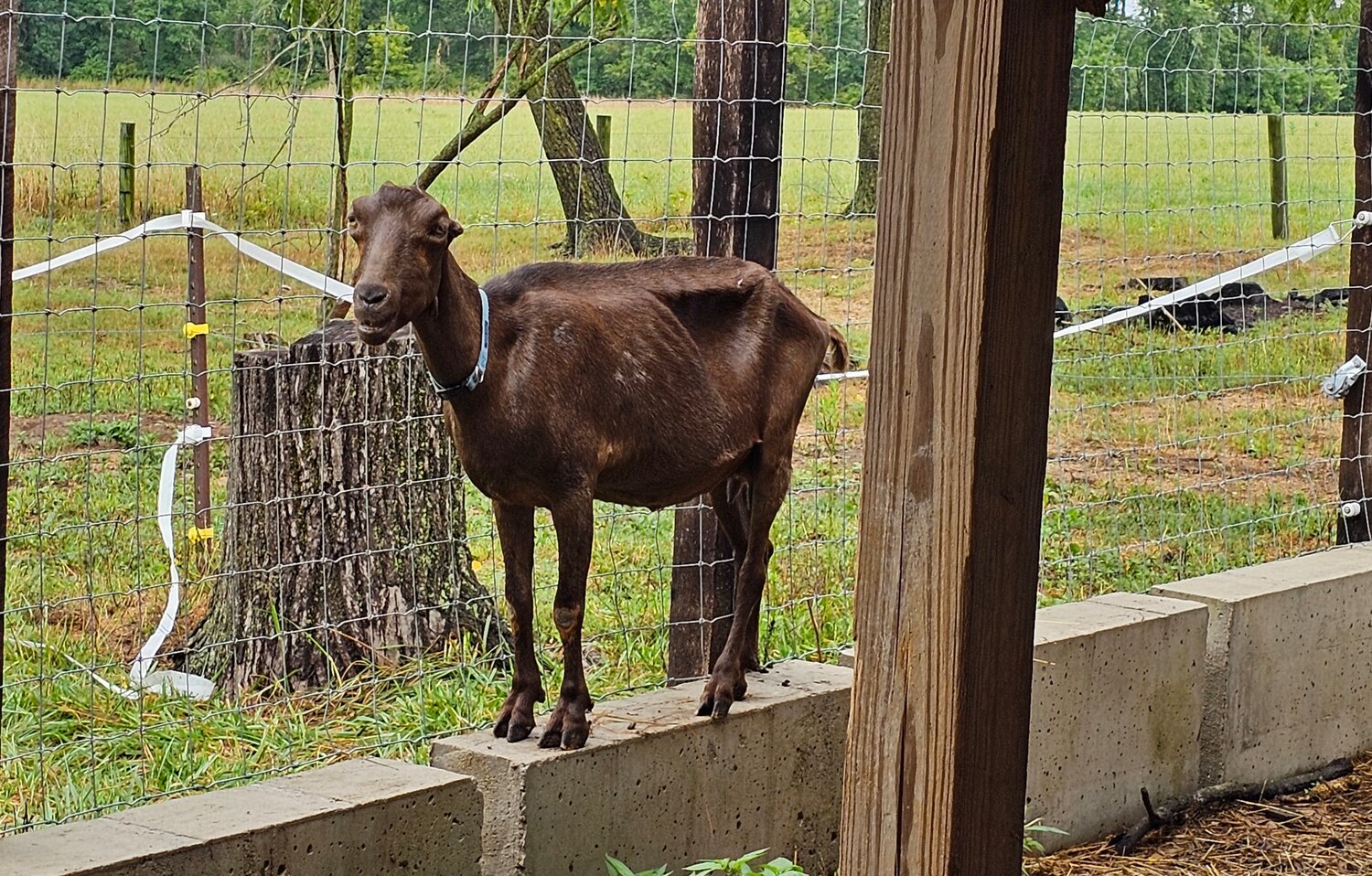 An undernourished goat was among the animals rescued by the Bucks County SPCA Wednesday from Narrow Way Farm in Wrightstown Township.