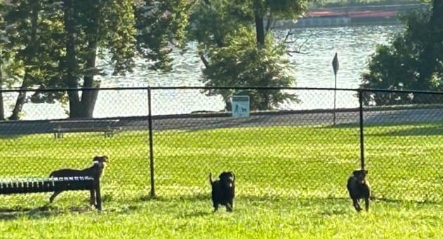 Three of the six dogs left unattended at the Morrisville Dog Park on Delmorr Avenue at East Pennsylvania Avenue Saturday morning have already been adopted.