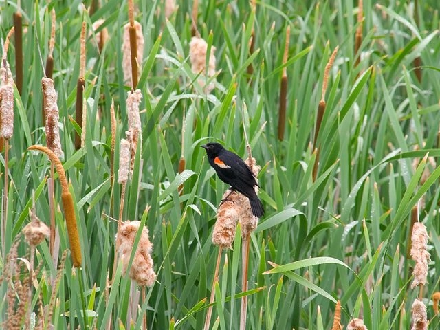 1507-Wildlife-Red-winged-Blackbird.jpg