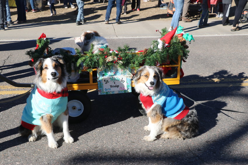 Even dogs got in on the holiday spirit at the annual Christmas in Conifer parade.