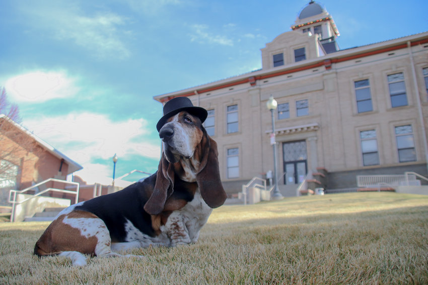 Murdoch, a 5-year-old basset hound, won the election to be Littleton's first-ever honorary dog mayor.