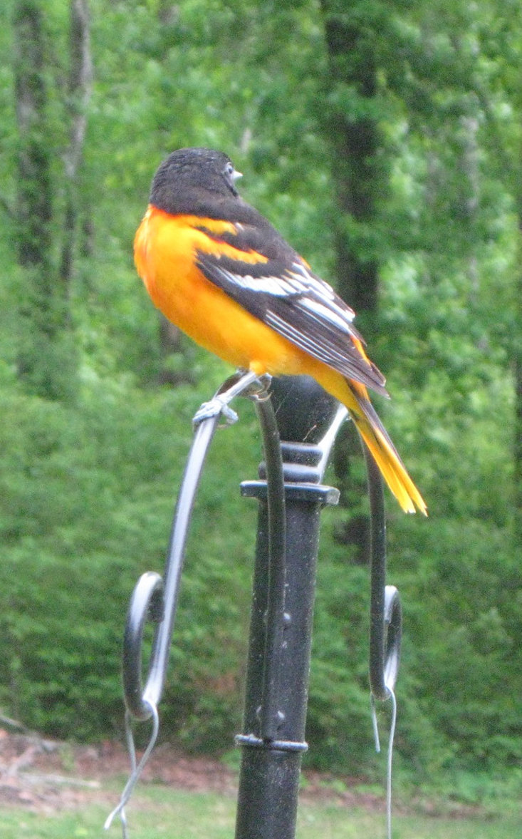 Baltimore oriole rescue The Cleveland Daily Banner