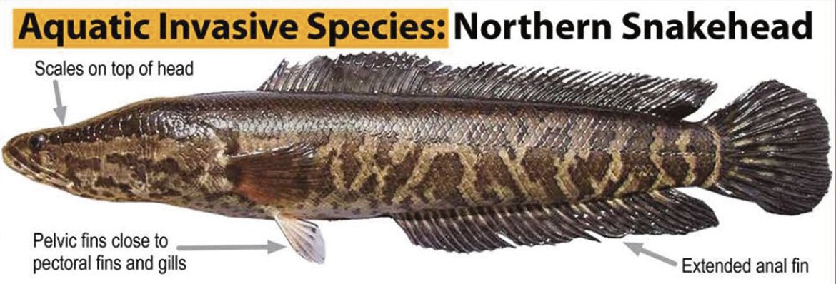 facts about snakehead fish