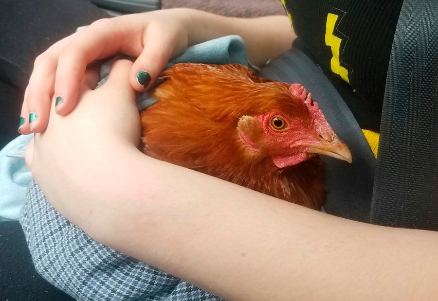 orphan annie rescue orphan annie rescue