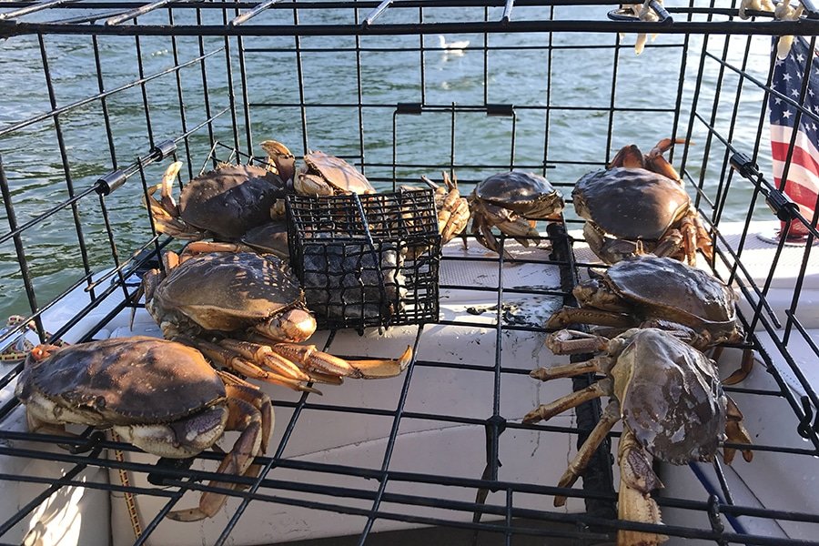 Crabbing South of Narrows Bridge Closed for Third Year Key Peninsula News
