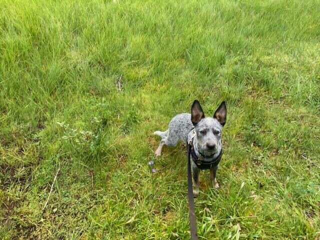 This photo of Aron Christensen’s dog, Buzzo, was among the final images captured on the Portland man’s cellphone before his death in August 2022. It was provided to The Chronicle by his family.